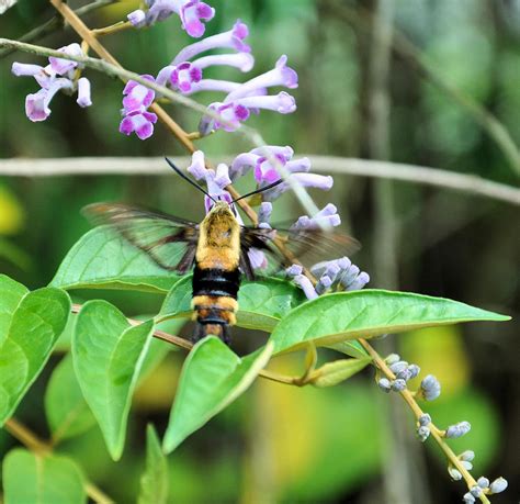 Hummingbird Bee Photograph By Jan Amiss Photography