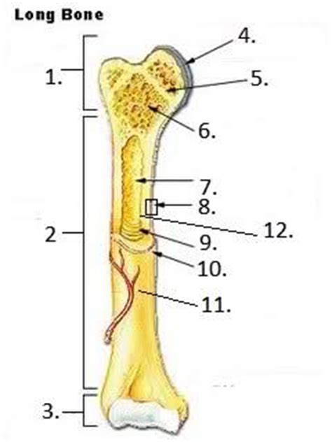 The shiny, articulating cartilage on the ends of a bone. Bone - Dentistry 514 with Fernandez at A.T. Still ...