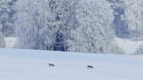 Red Foxes Snow Bing Wallpaper Download