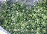 What Is The Best Soil For Growing Marijuana Images