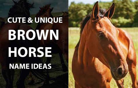 Outstanding Brown Horse Names Ideas Petnamee
