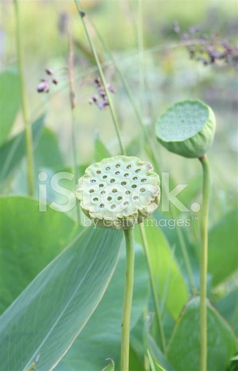 To make blue flower lotus tea, add one premade tea bag or. Lotus Flower Seed Pods Stock Photos - FreeImages.com