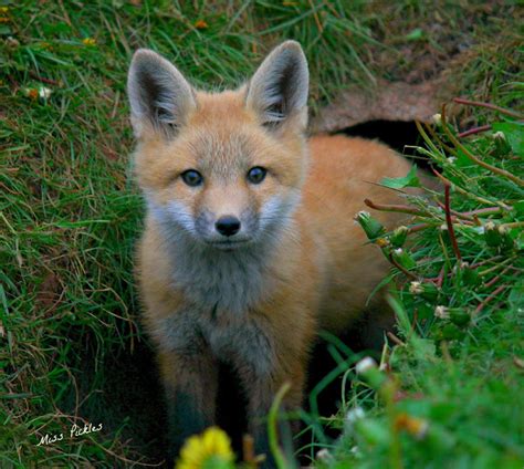 Young Red Fox Project Noah