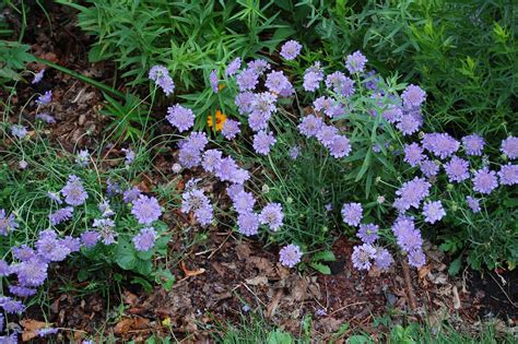 Scabiosa Butterfly Blue Pincushion Flower Scabiosa Columbaria Usda