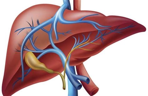 Liver Surgery Everything You Need To Know Types Treatment