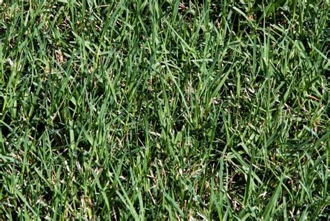 21 Types Of Bermuda Grass For Lawn Hay Is Bermuda A Good Grass