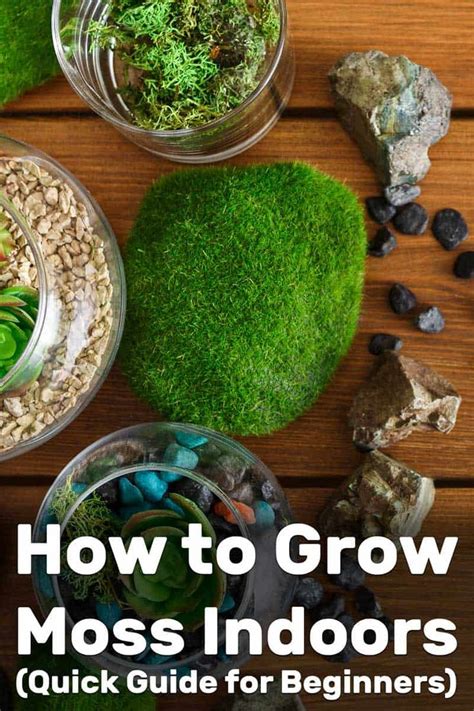 How To Grow Moss Indoors Quick Guide For Beginners Garden Tabs
