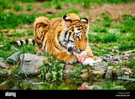 Tiger Comiendo Tigre Siberiano Fotografía De Stock Alamy