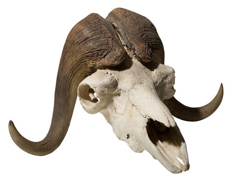 Sold Price Musk Ox Taxidermy Skull With Horns May 2 0119 1000 Am Edt