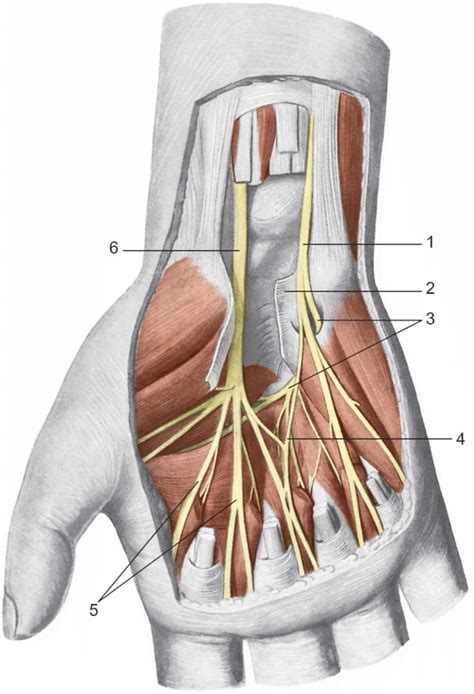Distribution Of The Median And Ulnar Nerves In The Palmar Region Of The