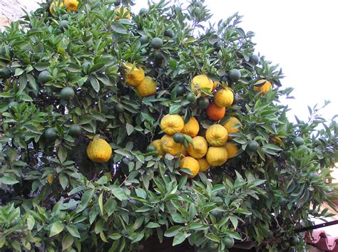 Citrus × Aurantium L Plants Of The World Online Kew Science