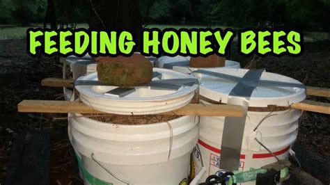 Open Feeding Honey Bees Youtube