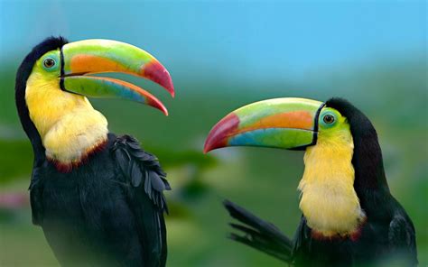 Animal Toucan Hd Wallpaper