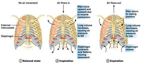 Inspection of accessory muscles also provides useful information in patients with amyotrophic lateral sclerosis. Pulmonary System - Senior HSA Project 2014