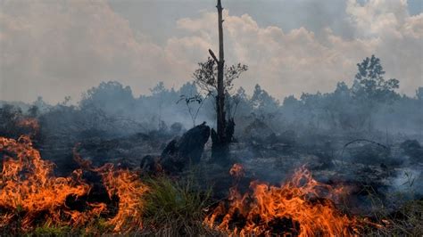 Empat Provinsi Darurat Kebakaran Hutan Di Tengah Ancaman Presiden