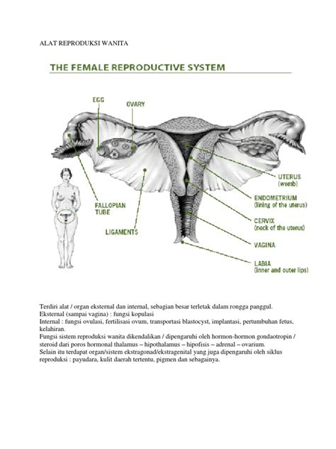 Gambar Organ Reproduksi Pria Dan Wanita