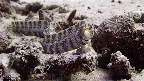Interesting Eel Facts Aussie Divers Phuket