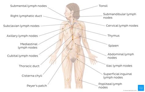 Lymphatic Drainage Laminated Anatomy Chart Lupon Gov Ph