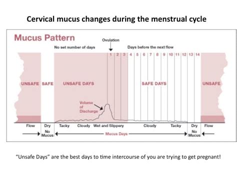 Using Cervical Mucus Charting To Tell The Best Time To Get Pregnant