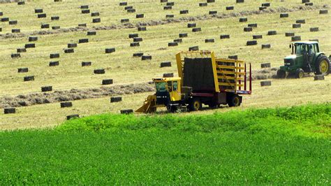 High Quality Horse Hay Including Alfalfa Timothy Coastal And Grass