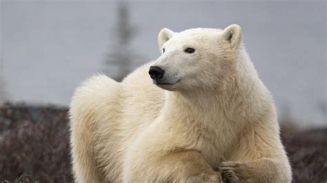 Emergency Declared After Polar Bears Invade Russian Communities •