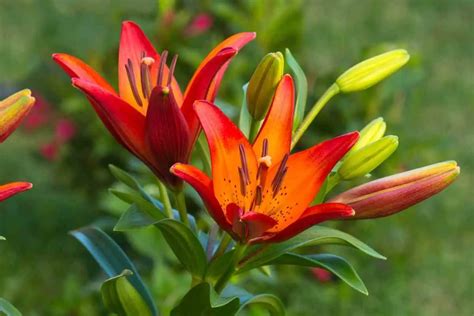 10 Types Of Orange Lilies Gardenia Organic