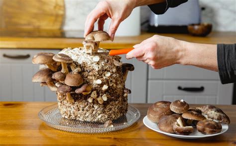 How To Grow Mushrooms Indoors The Ultimate Guide Grocycle