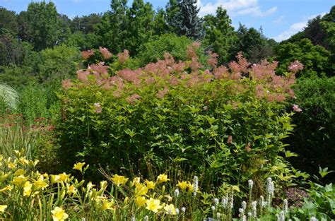 Queen Of The Prairie Or Meadowsweet What Grows There Hugh Conlon