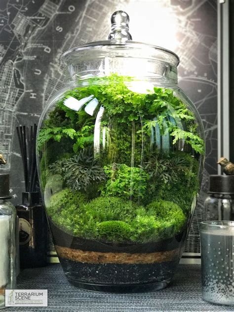 Impresionantes Ideas De Kit De Terrario De Cristal De Vidrio 25 Fotos Fai Da Te Giardinaggio