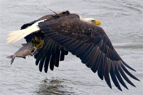 Bald Eagles Are Back In A Big Way — And The Talons Are Out Kera News