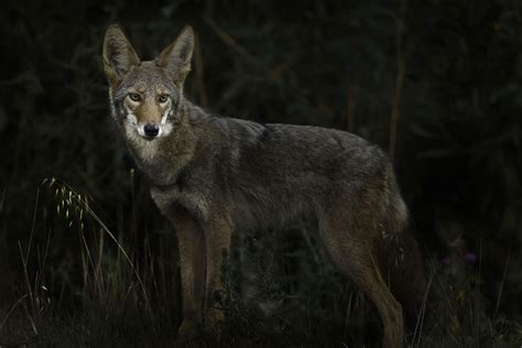 Coyote Reverberations Music Of Nature