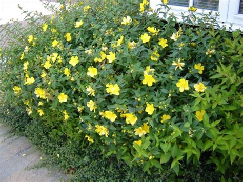 Yellow Flowering Bush Uk The 13 Best Summer Blooming Shrubs For Your