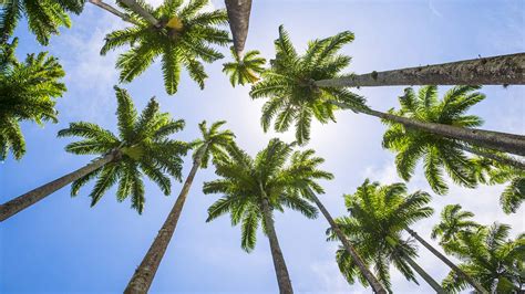 The Best Time To Trim Your Palm Trees In Florida Tims Tree Service Blog