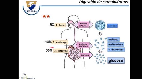 Carbohidratos Digestion Absorcion Y Transporte Youtube