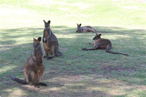 Wal·la·bies or wallaby any of various marsupials of the family. Swamp Wallabies - ZooChat