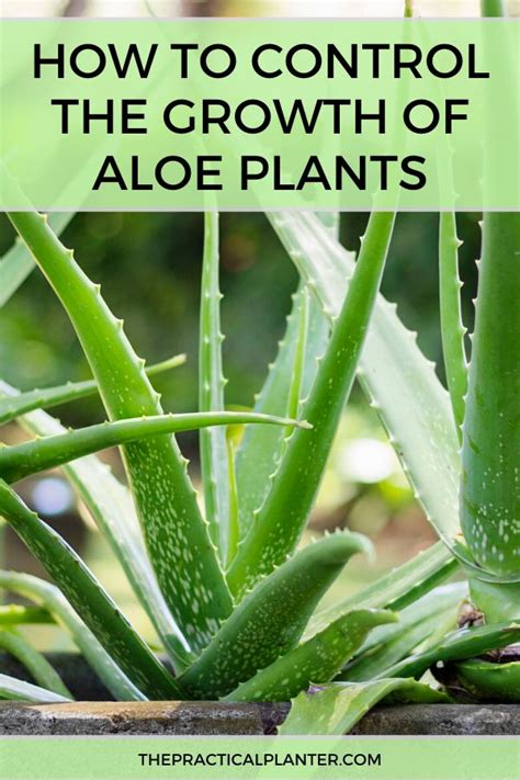 We did not find results for: How Big Do Aloe Plants Get? (And How to Control Their ...