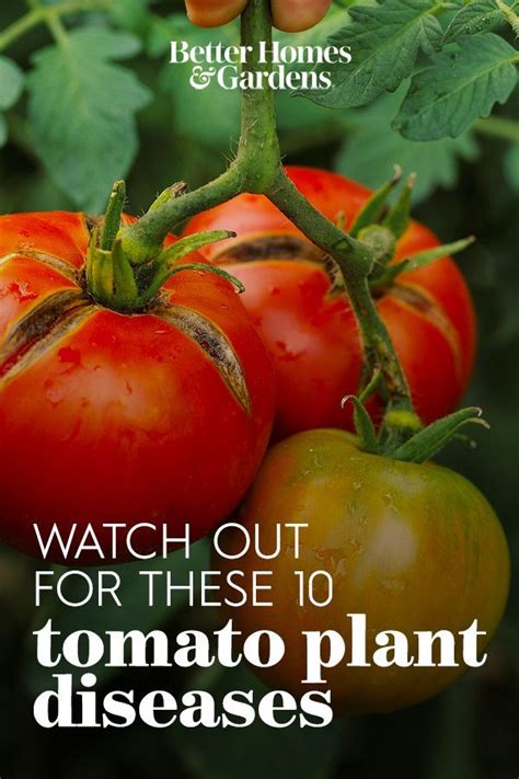 Watch Out For These 10 Common Tomato Plant Diseases In Your Garden This