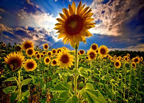 46 Field Of Sunflowers Wallpapers Wallpapersafari