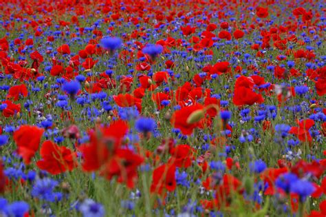 Fleur sauvage aux nombreuses vertus, le coquelicot cache bien des secrets… le coquelicot ou papaver rhoeas (appelé également pavot des champs, pavot sauvage ou pavot rouge) appartient à la famille des papavéracées ou « pavots ». Kostenlose foto : Wiese, Prärie, Blume, Blütenblatt ...