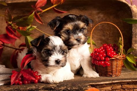 5 Tips For Managing Anxiety At A Multi Dog Thanksgiving
