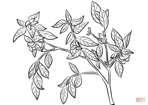 Download Cape Jasmine (Gardenia Jasminoides) coloring page | Free ...