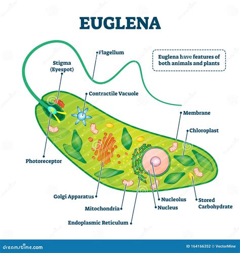 Euglena Labeled Microorganism Structure Or Description Coloso