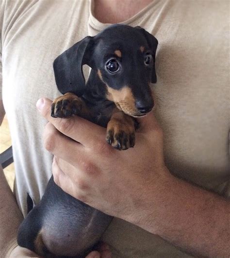 Black And Tan Mini Dachshund Puppy Mini Dachshund Dachshund Puppy