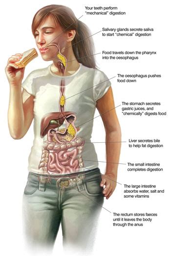 Terry Willard – Tongue-to-Bum Part 1 – You are Not Only What You Eat