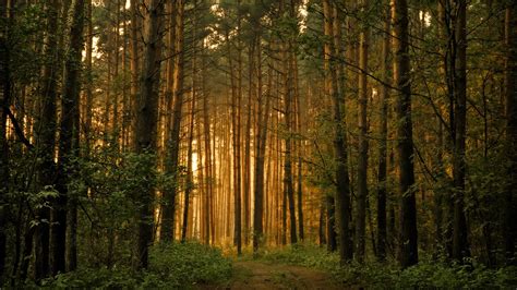 Forest Wallpapers High Quality Download Free