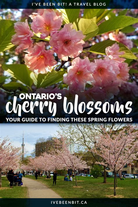 25 Best Spots To Find Cherry Blossoms In Ontario 2023 Guide Ive