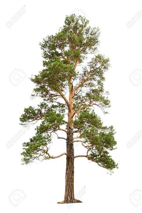 Old Pine Tree Isolated On White Stock Photo Picture And Royalty Free
