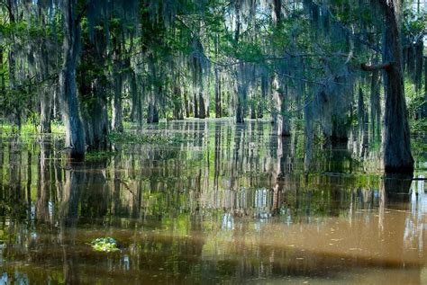 Atchafalaya Basin Louisiana The Largest River Swamp In The United