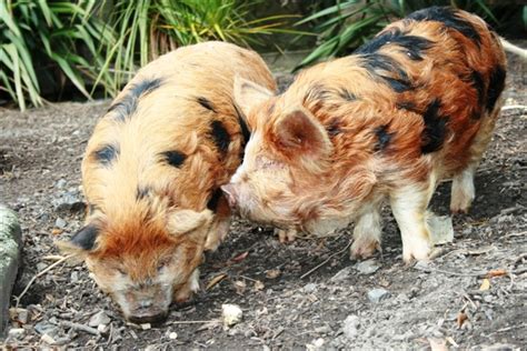 Two Kunekune Pigs Move To Wellington Zoo Pig Wooly Pig Cute Piglets