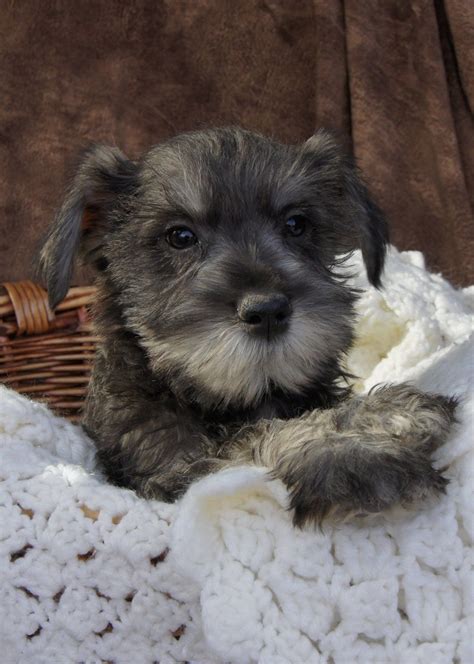 Akc miniature schnauzers in texas. Miniature Schnauzer Puppies for sale Salt and Pepper Color ...